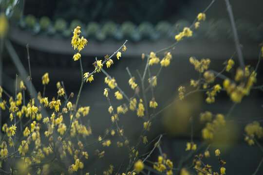 杭州西湖小孤山蜡花