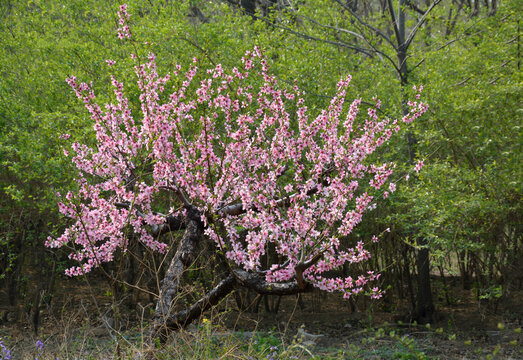 桃花树