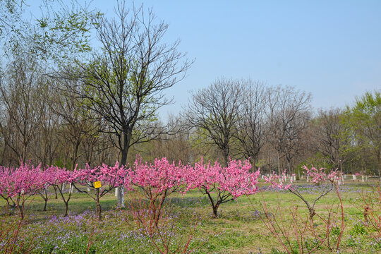 桃花树林