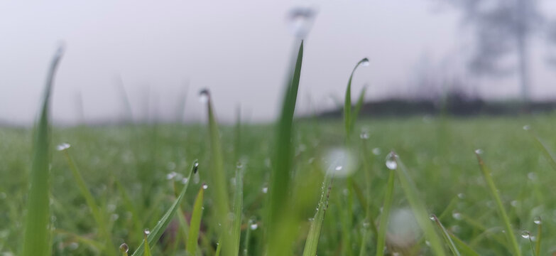 清晨草地露珠