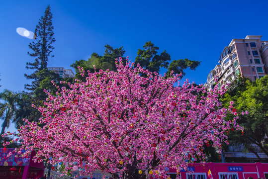 桃花树