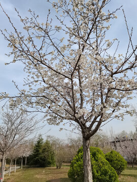 樱花树