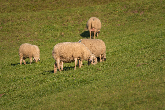 一群在吃草的山羊