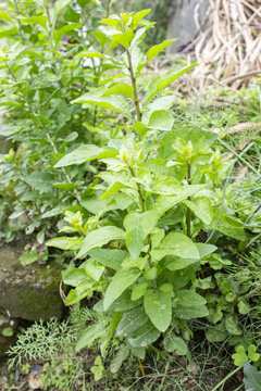 南方枸杞菜