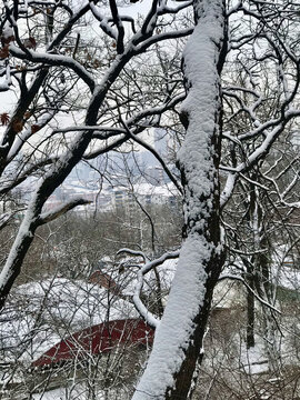 飞雪树干白