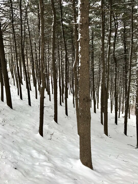 松下赏雪