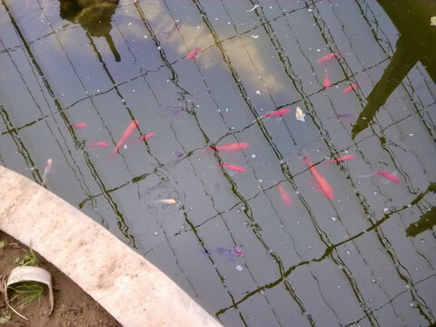 池中鲤鱼点点红