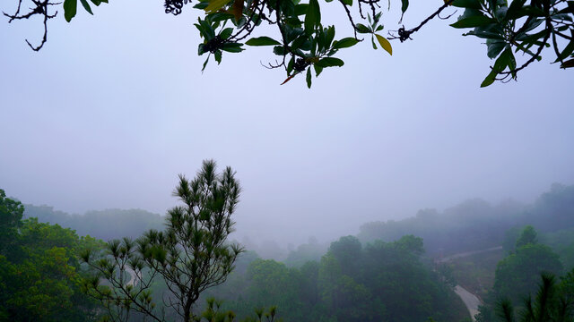雾气弥漫山林树木道路