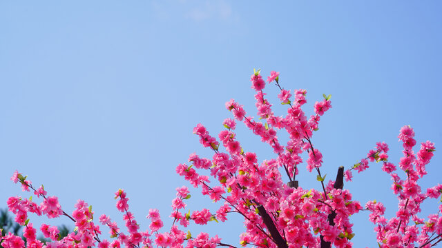 蓝天阳光照耀迎春花桃花盛开