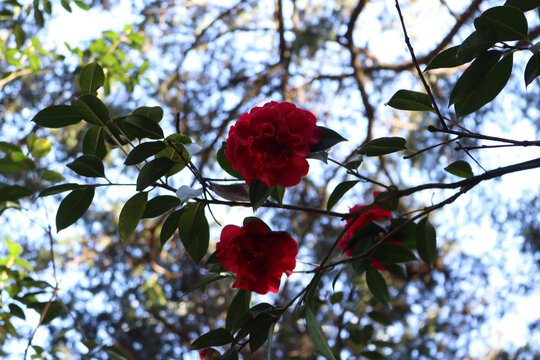 两朵红花