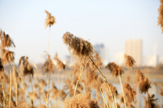 河岸芦苇花景观