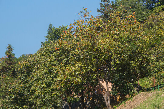 柿子树秋天风景