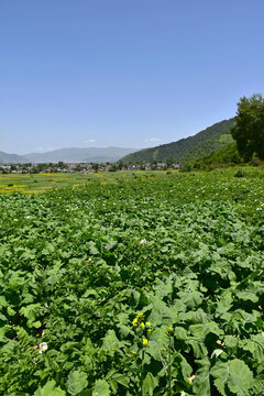 乡村夏日风光