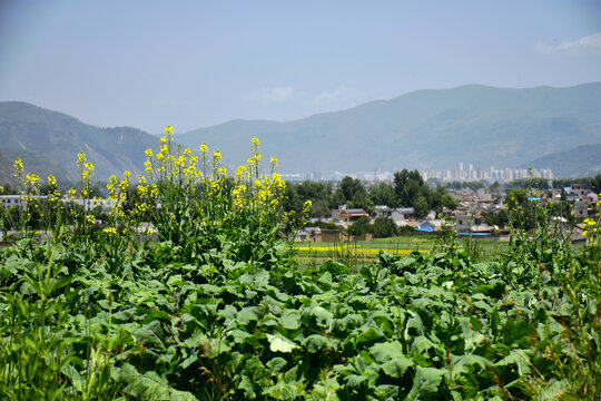 乡村夏日风光