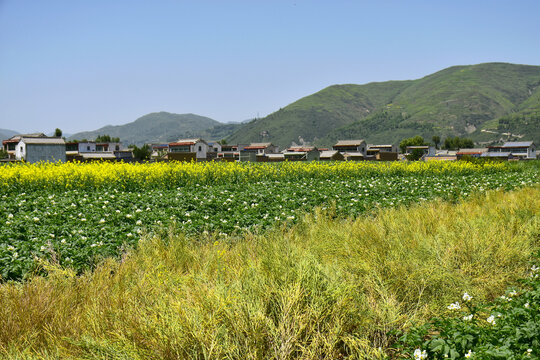 乡村夏日风光