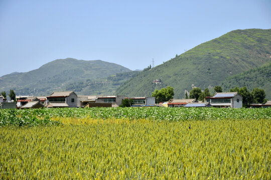 乡村夏日风光