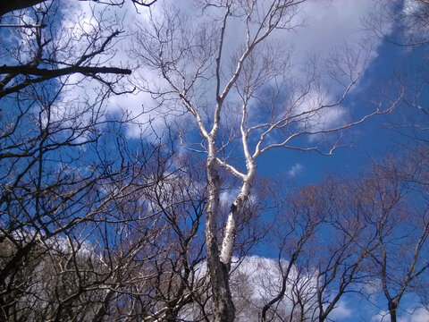 蓝天白云白桦树