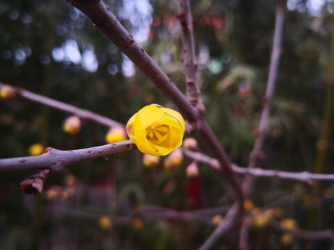 寒冬腊梅一花独俏