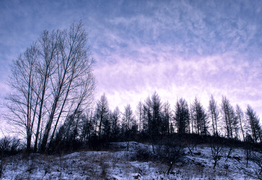 冬天的树林与云彩