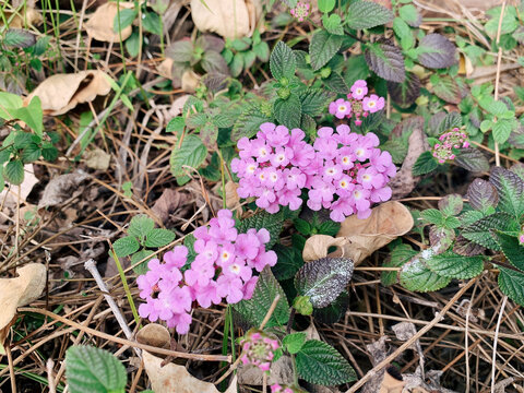 东莞野花