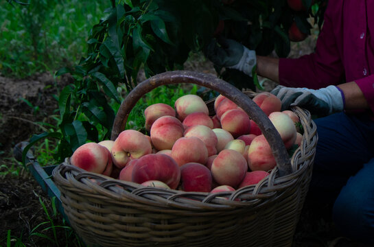 农场采摘新鲜成熟的水蜜桃