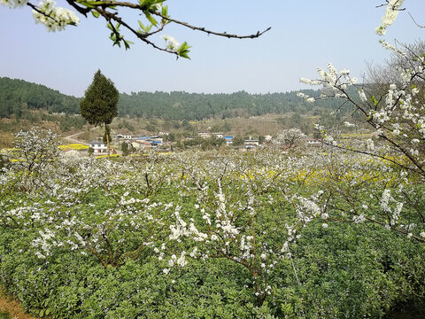 春花浪漫