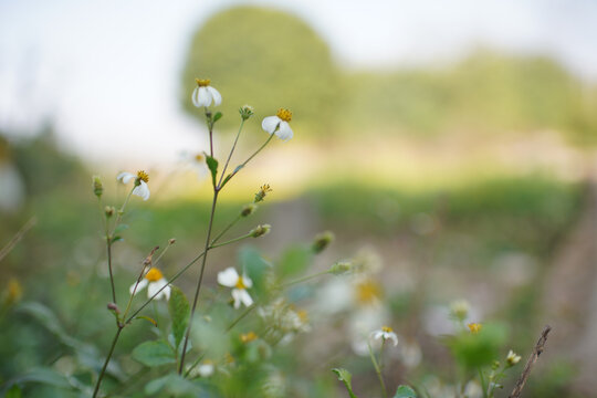 野菊花