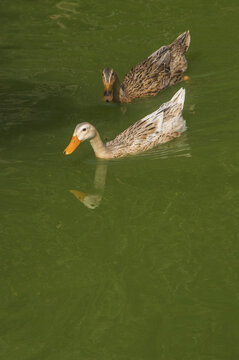 水塘麻鸭