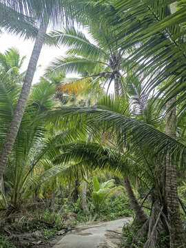 椰树林