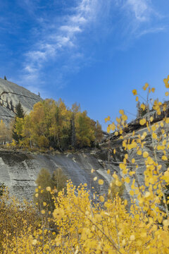 新疆喀纳斯金黄色树林秋色