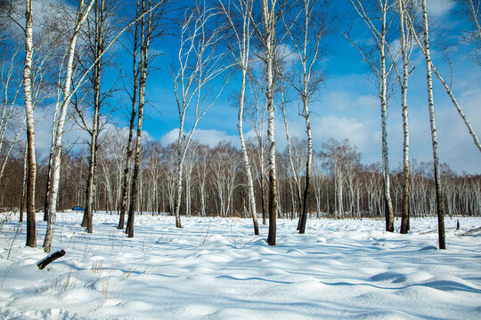 冬天桦树林