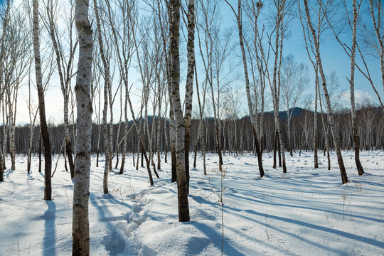 冬天桦树林