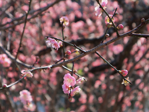 梅花