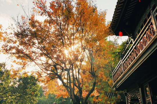 顺德银杏夕阳建筑