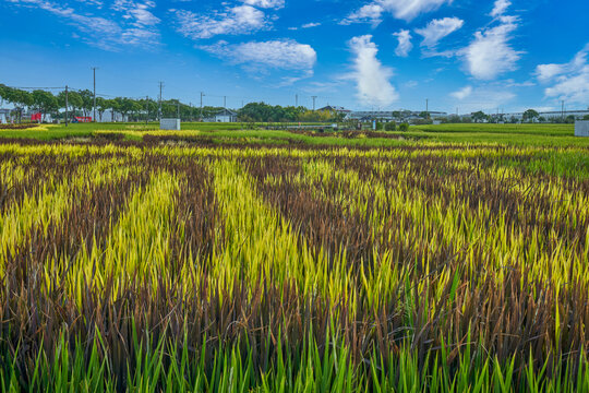 稻田画