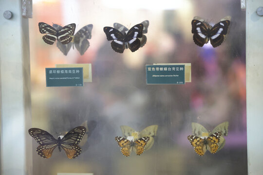 陕西自然博物馆蝴蝶闪蝶标本