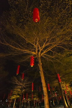 树上的红灯笼
