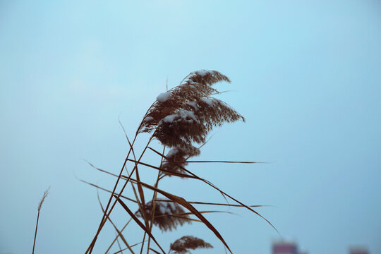 雪中坚韧的芦苇