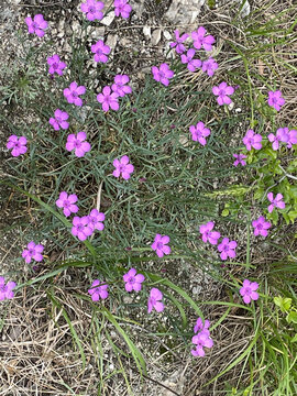 石竹花开