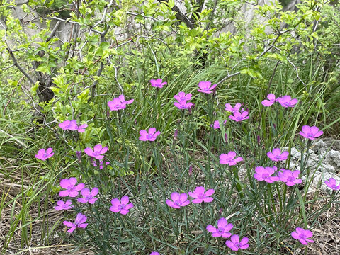 野石竹花开