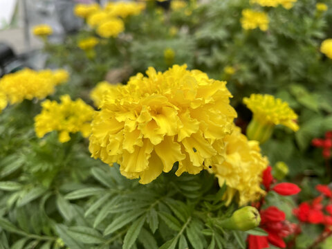 万寿菊