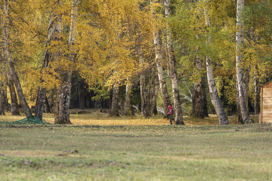 新疆喀纳斯国家地质公园秋色