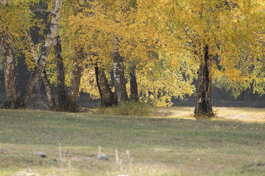 新疆喀纳斯金黄色树林自然风景