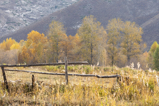 新疆喀纳斯金黄色树林秋景
