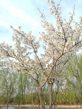 河岸盛开白梨花伴绿柳