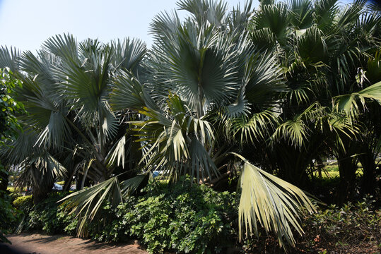 扇子树棕榈丛