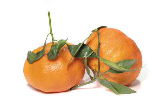柑平橘子白底素材
