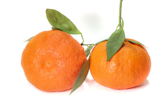柑平柑橘