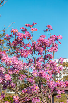 紫花风铃木