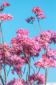 紫花风铃木